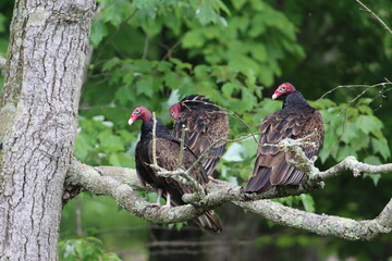 Three turkey vultures sitting in a tree
