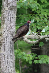 Turkey vulture in a tree