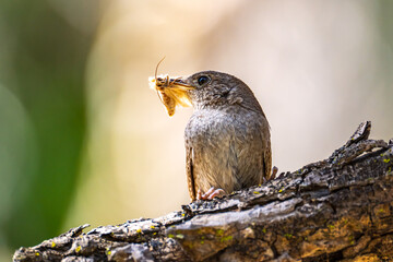 Close-up of House Wren (Troglodytes aedon) with Silky Moth in beak.