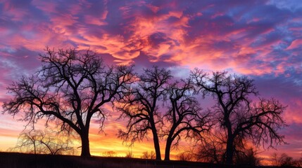 Obraz premium Silhouettes of trees against a vibrant sunset sky, with clouds painted in hues of pink, orange, and purple, creating a breathtaking natural spectacle