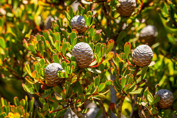 Close-up of Leucadendron cones (Silver-ball Conebush)