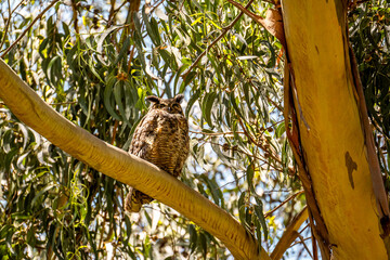 The great horned owl (Bubo virginianus) resting in tree.