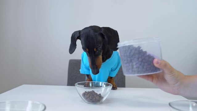 Dachshund dog in blue T-shirt sits at served table, owner hand pours dry food into transparent plate, pet looks carefully and studies the diet, a picky gourmet The owner feeds the pet, portion, diet