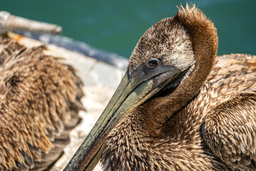 Close-up of American brown pelican.