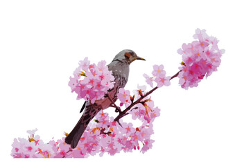 ヒヨドリと桜