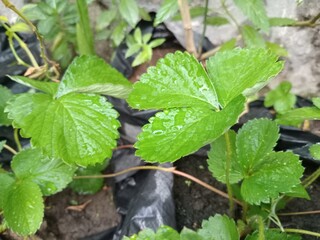 Wet strawberry plant in the garden
