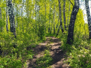 The road through the birch forest in sunny weather. A country road through a birch forest