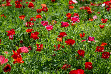 Obraz premium ひなげしの花畑