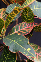 Red, green and yellow leaves foliage on a Croton plant in a tropical garden