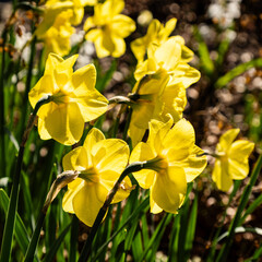 Amazing yellow daffodils flowers in the day sunlight spring background flower landscape