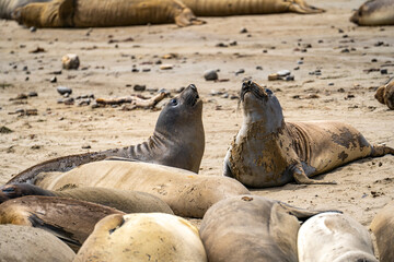 Fototapeta premium Elephant seals roar at each other, Point Reyes, California
