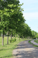 Little road with trees in spring. Path with trees and with greens leaves. Background with a pathway and trees.