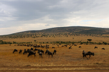 herd of wildebeest