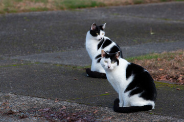 Two black and white suburban cats on a sidewalk in Washington.