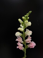 pink snap dragon flower on black