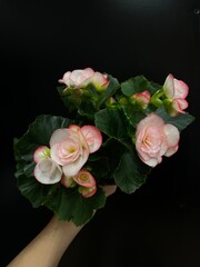 blooming begonia on black background