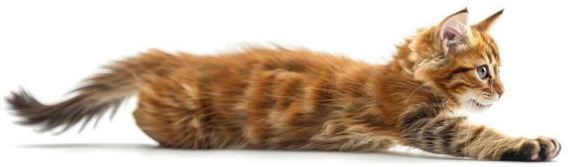 Fototapeta premium Playful ginger kitten stretching out on white background. Adorable cat in a playful pose, showcasing its beautiful fur and playful nature.