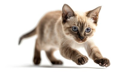 Obraz premium Playful Siamese kitten with blue eyes and light fur pouncing forward on white background. Cute pet in motion, full of energy and curiosity.