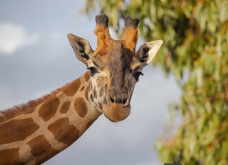 Close up of head of giraffe with beautiful eyes, long eye looks at camera, blurry green and sky background