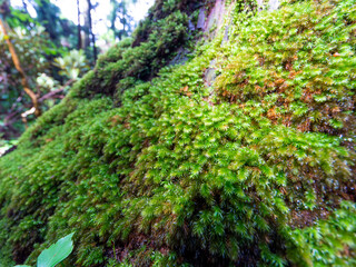 木の樹皮に生えた苔