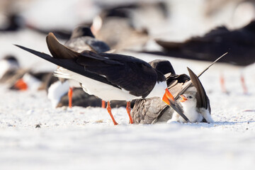 Baby black skimmer chicks (Rynchops niger) with their parents on Lido Beach, Florida © Hayley Rutger