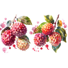 Set  Lychee  on a white background  watercolor  hand  drawing