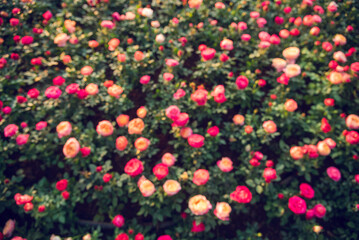 Sunny flower floral soft roses sunbeam blossom blurred background. Sunbeam shining through Pastel pink roses romance bloom spring season soft ray light. Petals blossom in beautiful garden