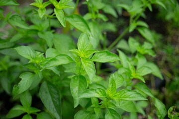 basil leaves in the garden
