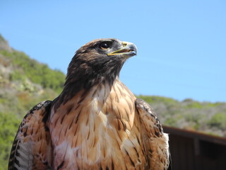 red tailed hawk