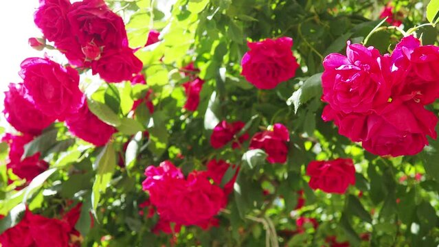 A rose is either a woody perennial flowering plant of genus Rosa. Bright pink, crimson and magenta double roses grow as a bush in park or in yard. Sunny summer day. Lots of rosebuds. Lush flowering