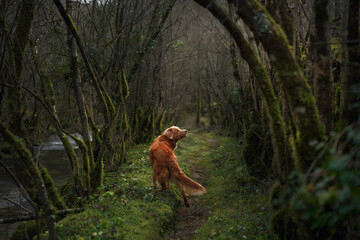 Toller on a mossy trail, senses engaged in the forest. The dog pauses attentively on the path,...