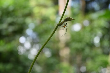 A striped lynx spider hides beneath the stem of a growing leaf on a tropical kudzu vine