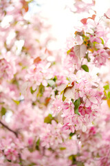 Detail of apple tree flower in bloom.