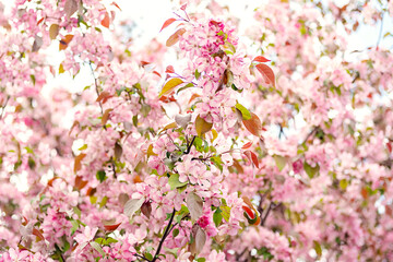 Apple tree branches fill with spring flowers and leaves.