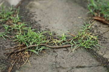 Close-up photo of an earthworm walking on wet soil
