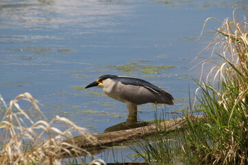 Black-Crowned Night-Heron, Pylypow Wetlands, Edmonton, Alberta