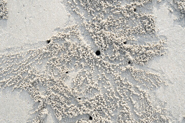 Details of the sand surface created by the burrowing of the sand crab