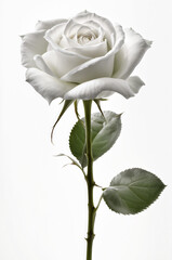 a white rose