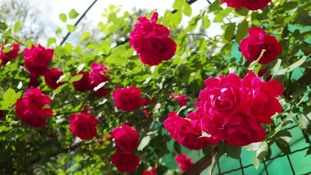 A rose is either a woody perennial flowering plant of genus Rosa. Bright pink, crimson and magenta double roses grow as a bush in park or in yard. Sunny summer day. Lots of rosebuds. Lush flowering