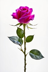 Fototapeta premium a purple rose
