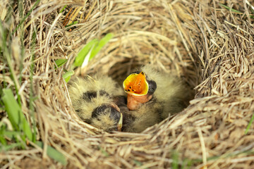 Feeding Time, an expectant baby bird opens its mouth ready for food from a parent. Small nest bowl made of grass houses the newborn Horned Larks (Eremophila alpestris). Parental care from both parents