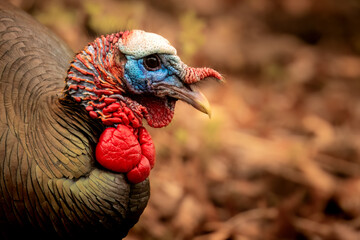 Wild Turkey (Meleagris gallopavo) snood and waddle, red blue and white vibrant colors on face of a large game bird. Warm autumn colors in hunting season in North America. brown feathers