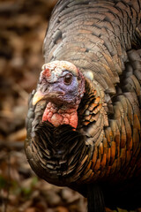 Closeup wrinkled face of a Wild Turkey (Meleagris gallopavo). Blue and red skin around snood and wattle. Brown feathers in a dark and moody forest in north America. Large upland game bird