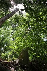 Fototapeta premium green forest in the morning