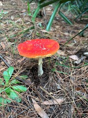 amanita muscaria fly mushroom