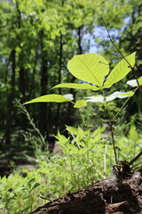 plant in the garden in a forest