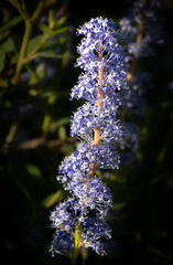 Flowers in the Light