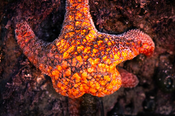 Oregon Starfish