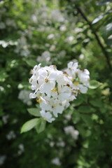 white flowers of a plant