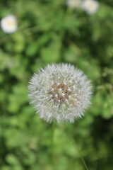 dandelion in the grass